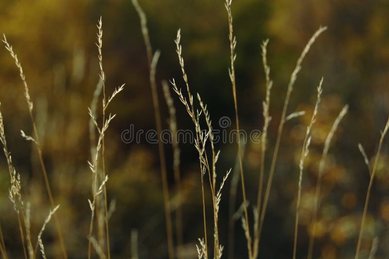 Dead Grass in Water and Mud with Green Grass Stock Photo - Image of dead,  muddy: 122819298