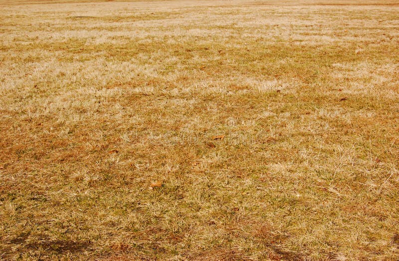 Dead Grass stock photo. Image of countryside, famine - 19175306