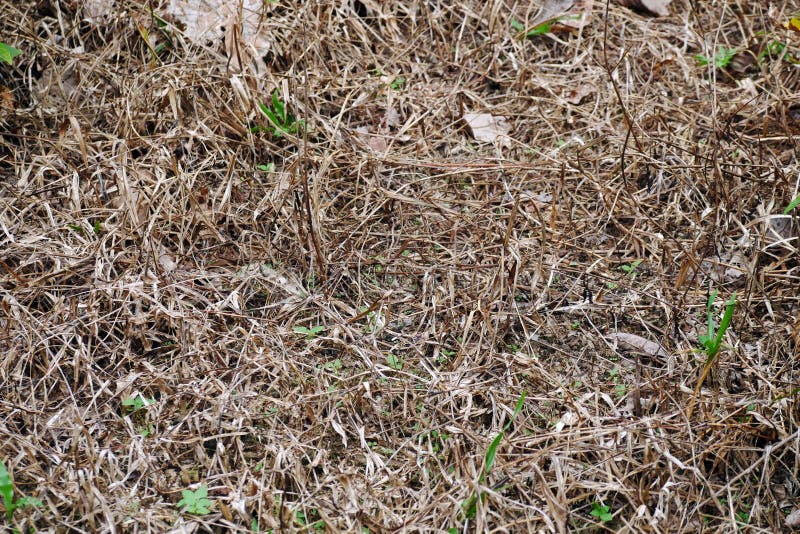 Dead grass, grass in the yard is sprayed with poison and it dies, withers, turns yellow stock images