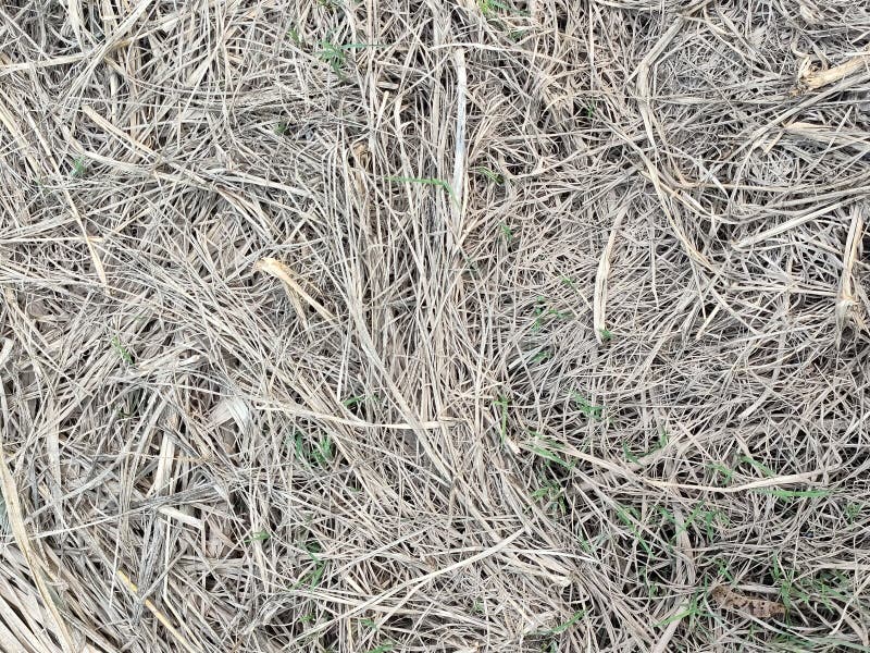 The Dead Grass Turned White. Stock Image Image of green, flooring