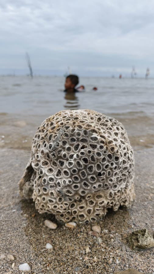 Dead Honeycomb Coral Skeleton on Sandy Beach stock photos