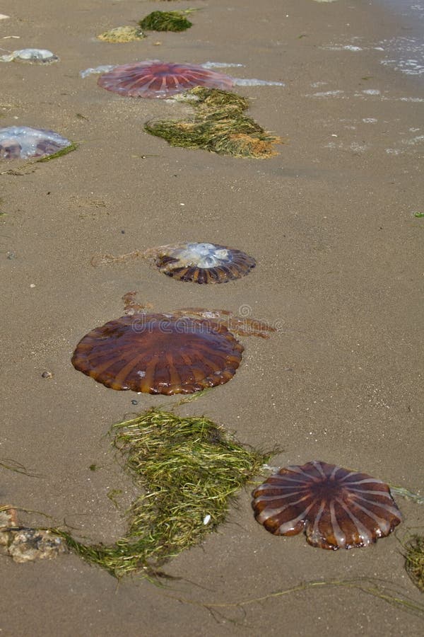 Dead Jellyfish On The Beach, Paracas, Peru Stock Photo Image 63005802