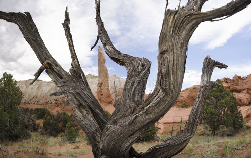 Dead Juniper in Kodachrome State Park stock photo