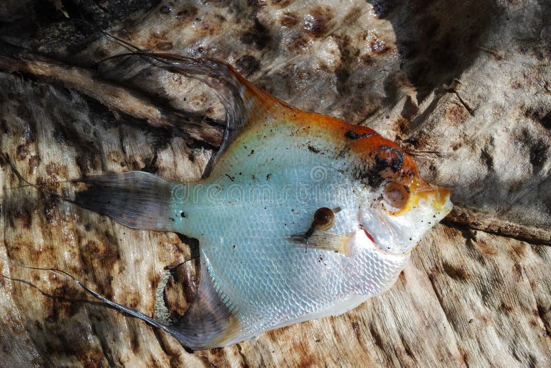 238 Dead Pet Fish Stock Photos Free & RoyaltyFree Stock Photos from