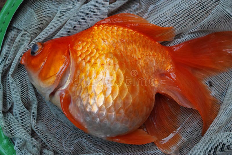 238 Dead Pet Fish Stock Photos Free & RoyaltyFree Stock Photos from