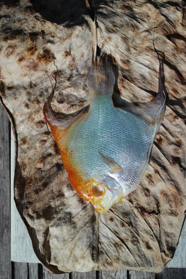 238 Dead Pet Fish Stock Photos Free & RoyaltyFree Stock Photos from Dreamstime