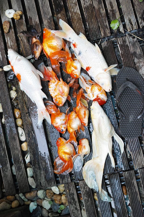 238 Dead Pet Fish Stock Photos Free & RoyaltyFree Stock Photos from