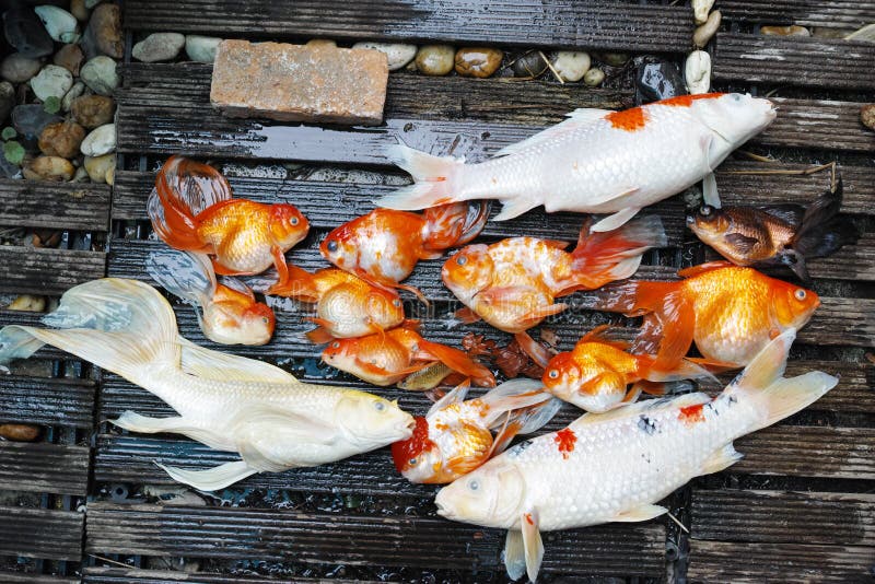 238 Dead Pet Fish Stock Photos Free & RoyaltyFree Stock Photos from