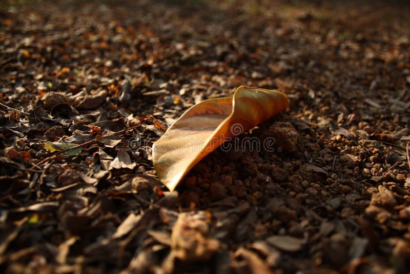 A dead leaf