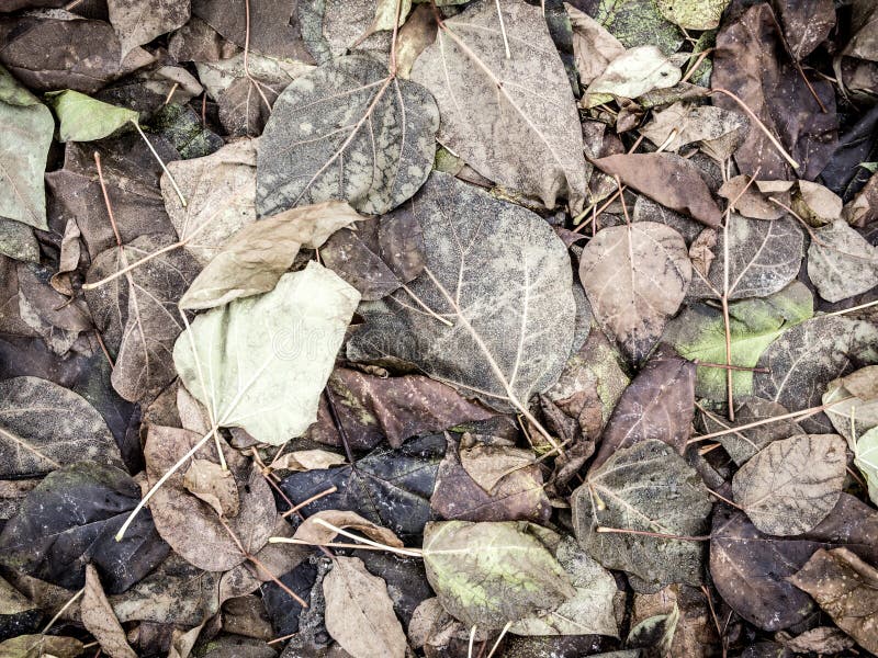 Dead leaves stock photo. Image of desaturated, fall, environment 35208042