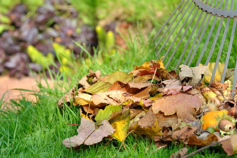 Dead leaves in garden stock photo. Image of maintenance 44314792