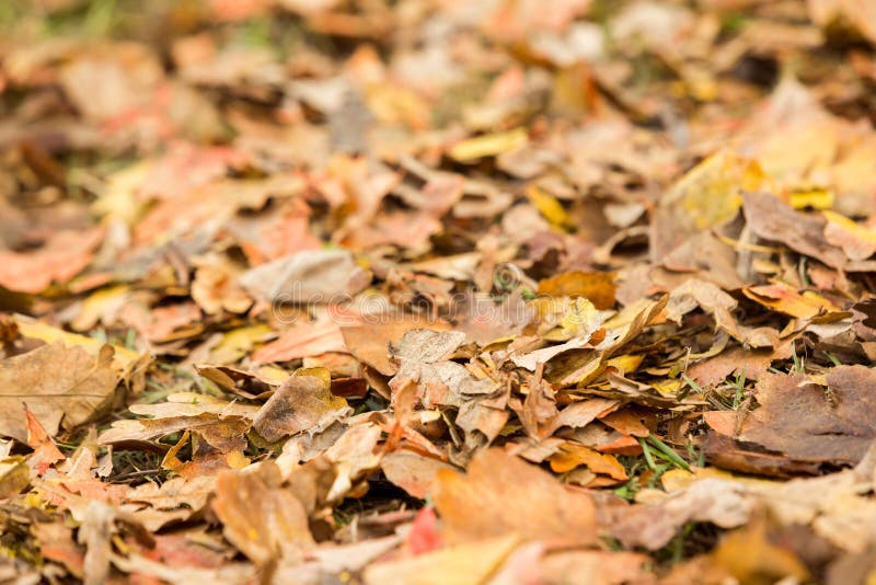 Dead Leaves On The Ground Stock Image Image Of Environment 60880941