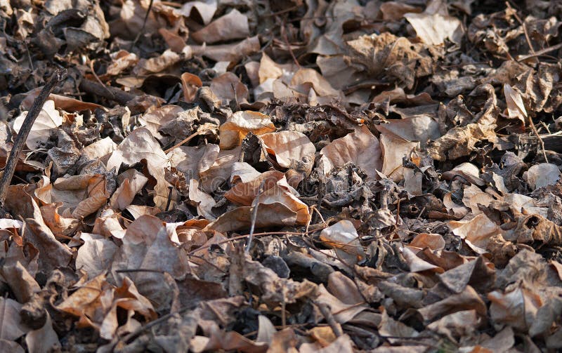 DEAD LEAVES on the GROUND stock image. Image of ground 95349349