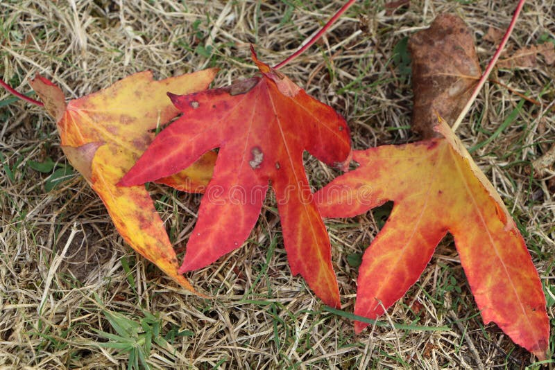 Dead Leaves of Maple and Birch Stock Image Image of autumn, nature