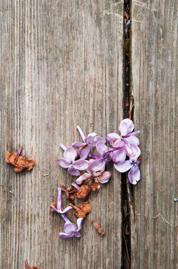 Dead lilac stock photo. Image of blooms, wooden, deck 56073094