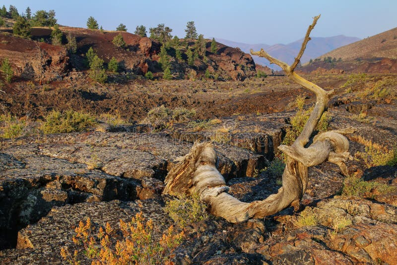 Dead limber pine at North Crater Flow Trail, Craters of the Moon royalty free stock photos Dead limber pine at North Crater Flow Trail, Craters of the Moon royalty free stock photos