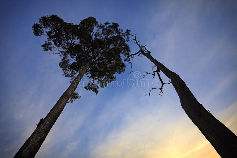 Muerto un árbol a viviendo un árbol reconocemos contra el cielo.