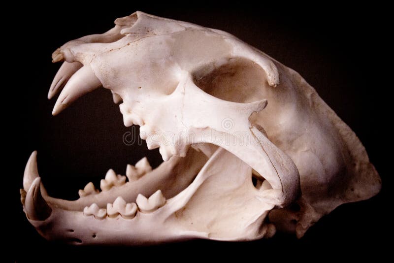 Dead mammal animal skull stock image. Image of feline - 183328007
