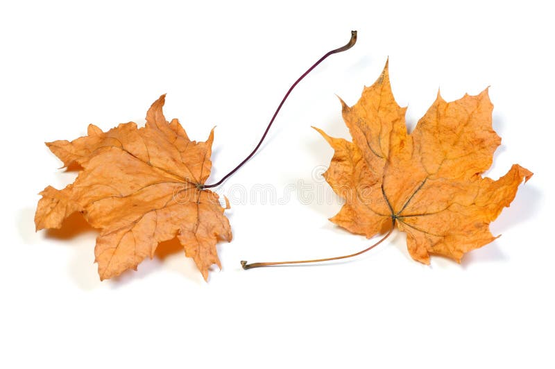 Download Full Dead Leaves 