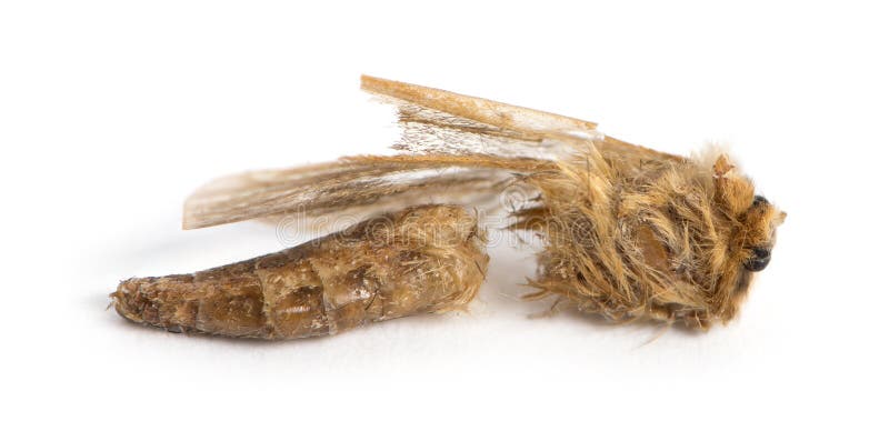 Dead moth in state of decomposition, isolated