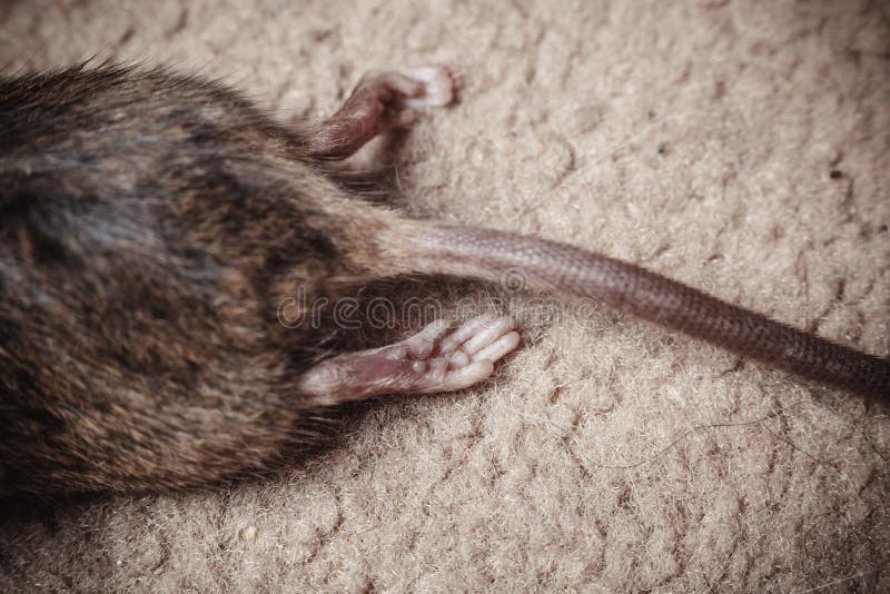 Dead mouse stock photo. Image of gray, carpet, disease 39122954