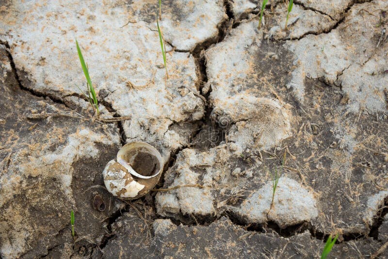 Dead mussels stock image. Image of crust, salinity, nature 121465597