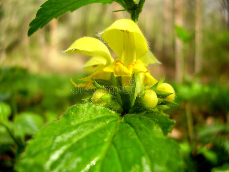 Dead-nettle stock photos Dead-nettle stock photos