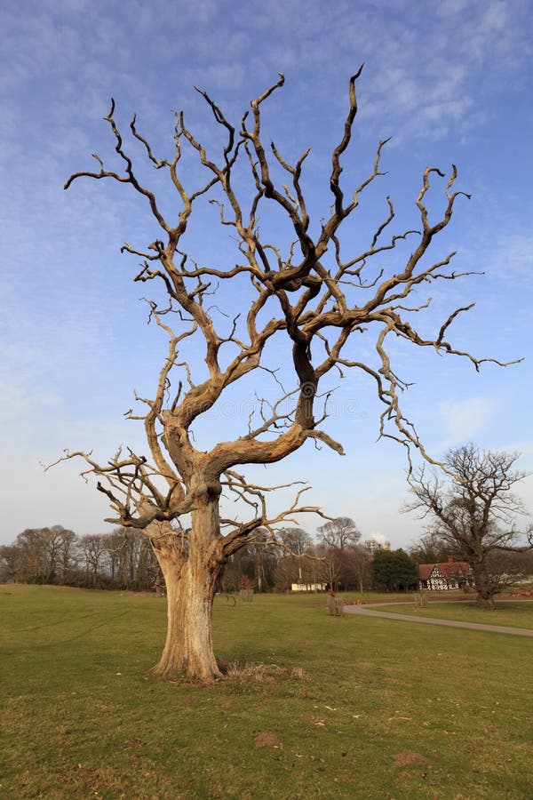 Beneath the Dead Oak Tree by Emily Carroll Beneath the Dead Oak Tree by Emily Carroll