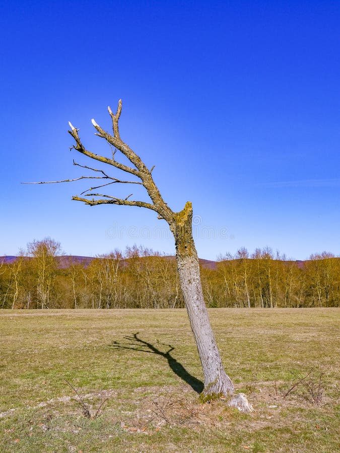 Dead oak tree at the mead stock image. Image of leafless 140725267
