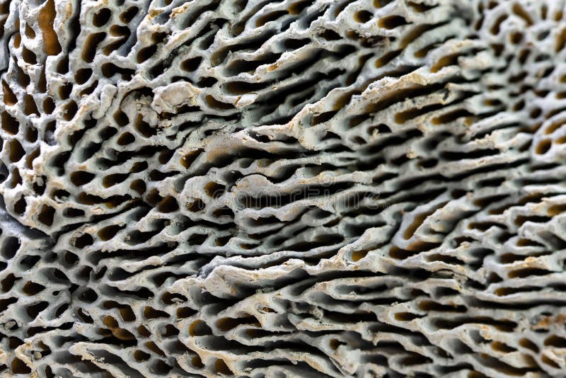 Sponge Skeleton Stock Photos Free & RoyaltyFree Stock Photos from Dreamstime