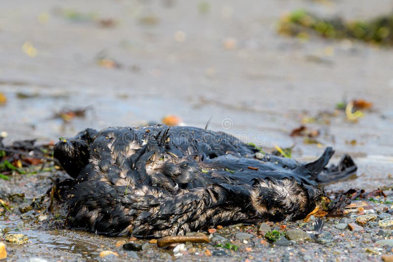 Dead Oil Covered Bird On A Beach