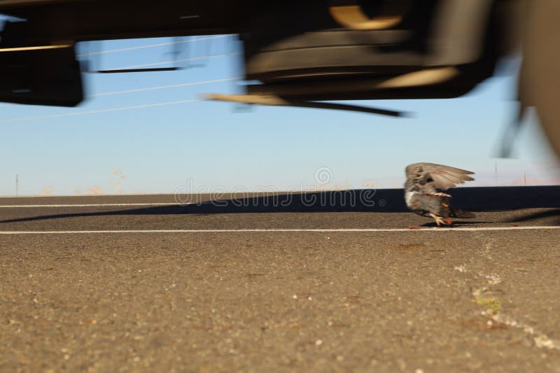 Dead pigeon on the highway. bird was hit by a car. Carcass of animal, accident by a car. Animals were killed. Veterinary medicine. Exotic Veterinary. wildlife vet. wild nature. Migratory birds. Dead pigeon on the highway. bird was hit by a car. Carcass of animal, accident by a car. Animals were killed. Veterinary medicine. Exotic Veterinary. wildlife vet. wild nature. Migratory birds