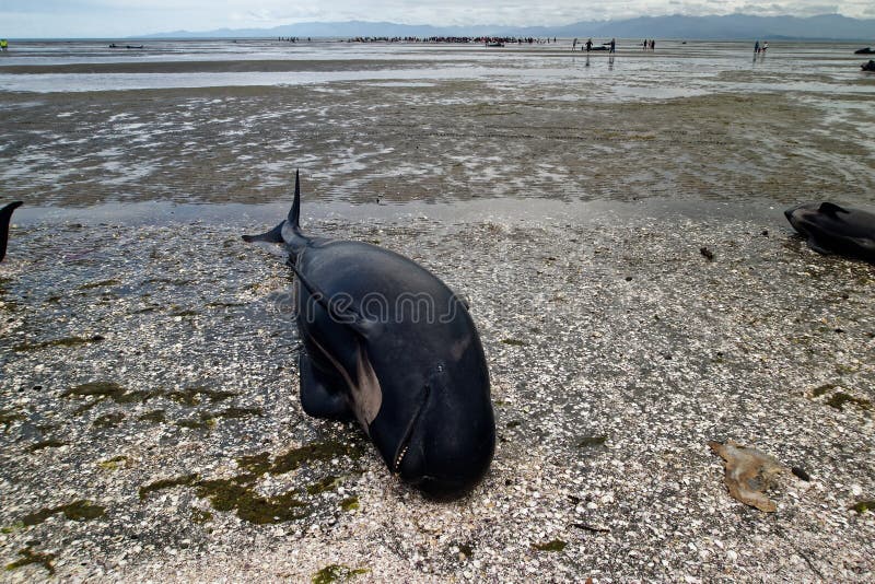 Dead pilot whales during a whale stranding on Farewell Spit in New  Zealand's South Island Stock Photo - Alamy