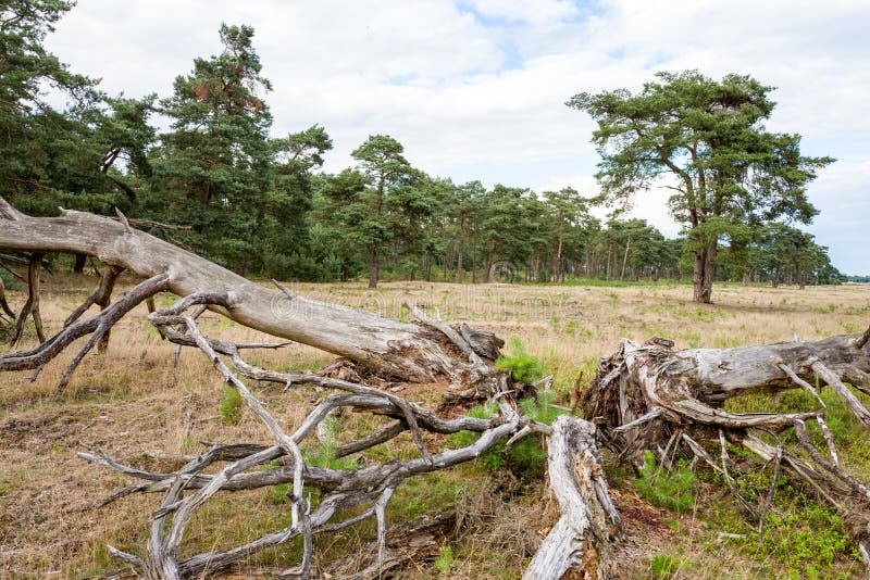 Dead Pine Tree on the National Park Hoge Veluwe. Stock Photo Image of