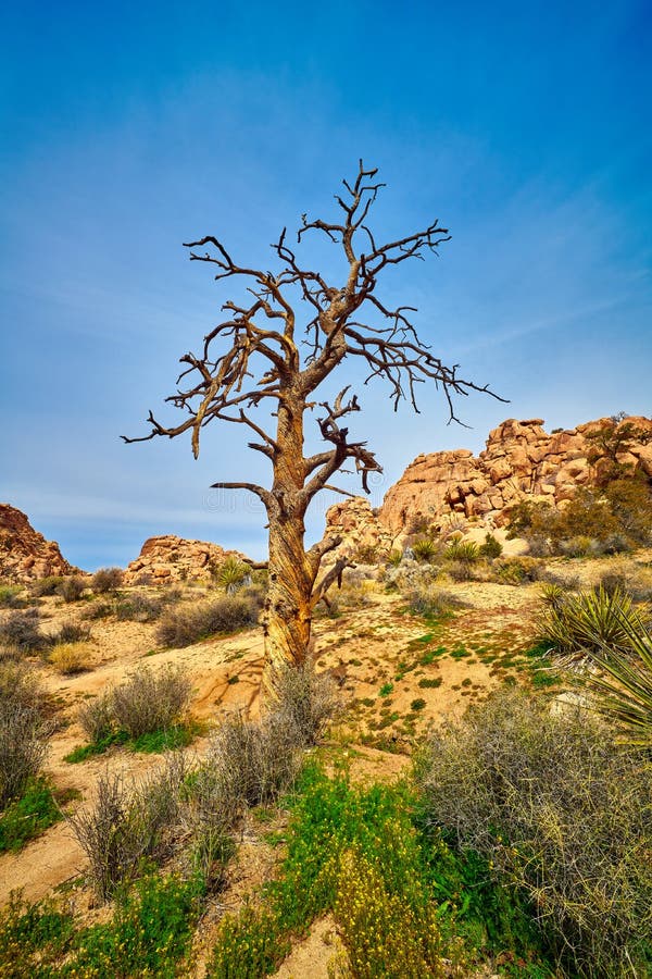Dead Pine Tree at Joshua Tree Stock Photo Image of palm, landscape