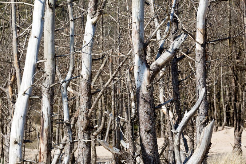 Dead Pine Trees and Sand Dunes at Newborough in Anglesey North Wales