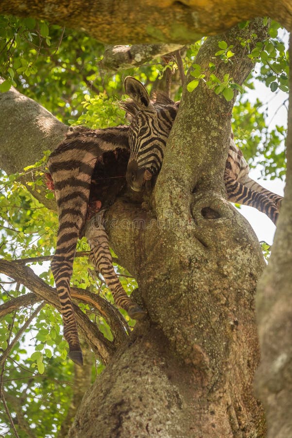 Dead Zebra, Amboseli National Park, Kenya Stock Image Image of black, masai 7681115