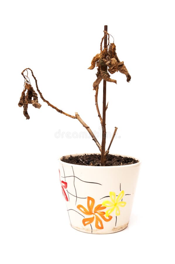 Dead plant stock image. Image of nature, branch, stem 30274473