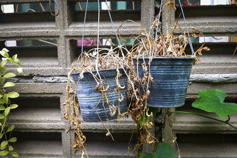 Dead Plants on Pots at Wall Stock Photo Image of flower, floral 75914390
