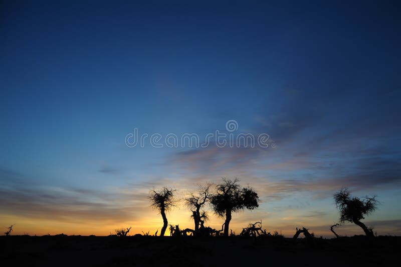 Dead popular diversifolia forest in autumn dawn royalty free stock photos