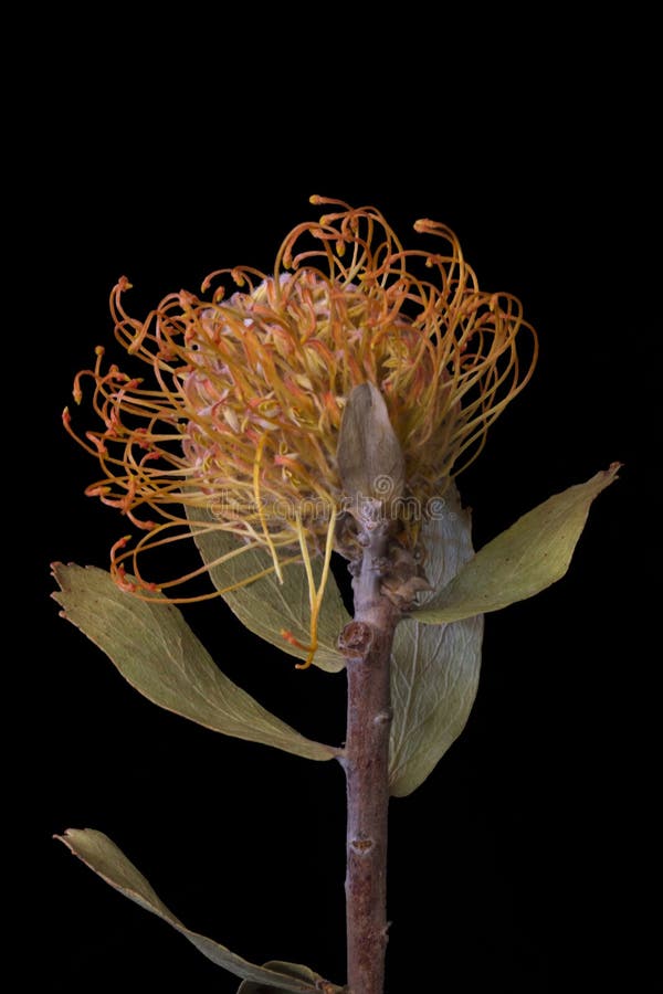 Dead Protea Flower stock image. Image of dead, protea 49776161