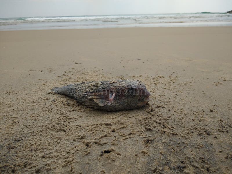 Dead Puffer Fish on the Beach, Closeup View Stock Photo Image of