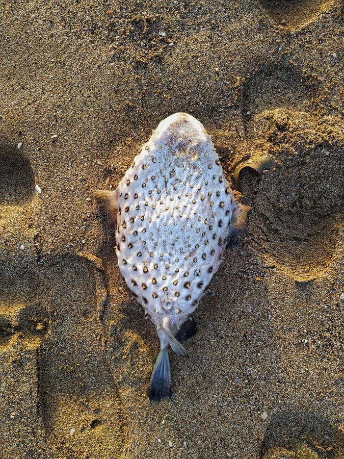 Dead Puffer Fish & X28;Tetraodontidae& X29; Laying on a Sandy Beach in Florida Stock Image