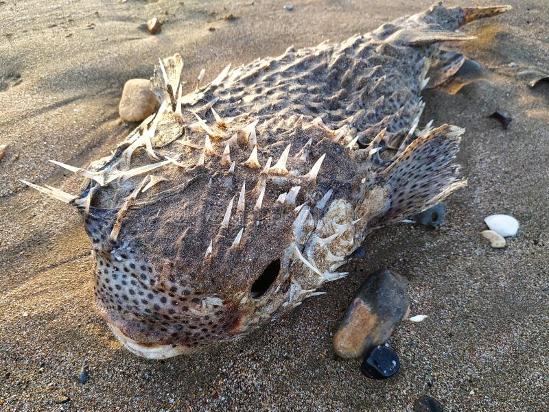 Dead Pufferfish on the Beach, Veli Tourist Village, Thiruvananthapuram