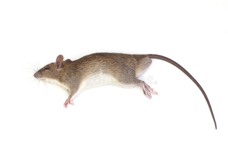 Photo libre de droit de Mort De Rat Isolated On White