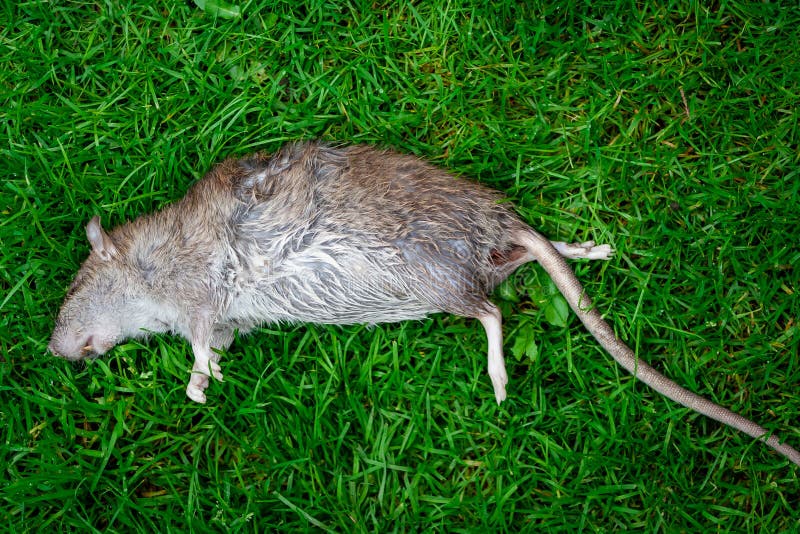 Dead Rat Lying On Green Grass Poisoned Rat In Outdoor Garden dead-rat-lying-on-green-grass-poisoned-rat-in-outdoor-garden