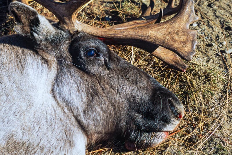 Dead Reindeer Lying on the Ground Stock Photo - Image of captured, copy