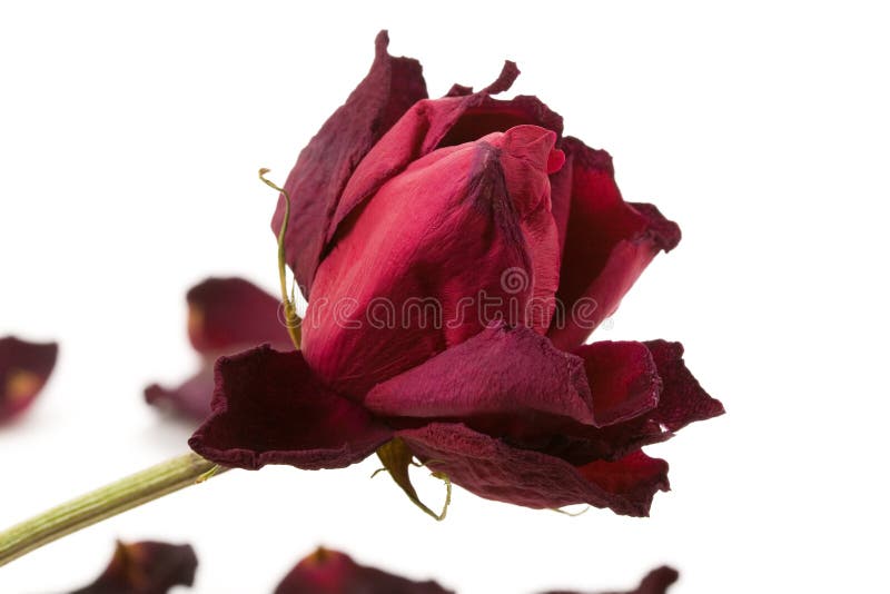Dead rose stock photo. Image of lost, death, wilted, petal 6614212