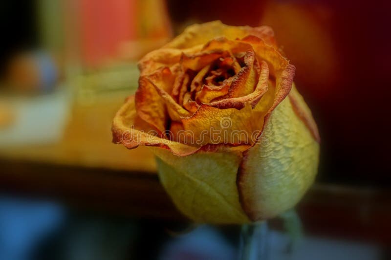 Dead rose stock image. Image of share, dead, colors, nature 51168845