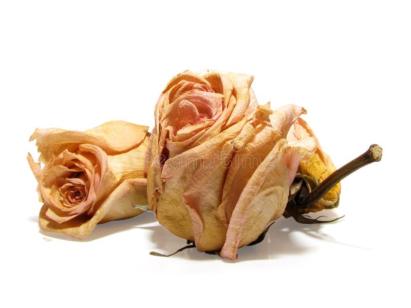 Dead roses 08 stock photo. Image of miss, sharp, rose 3809914